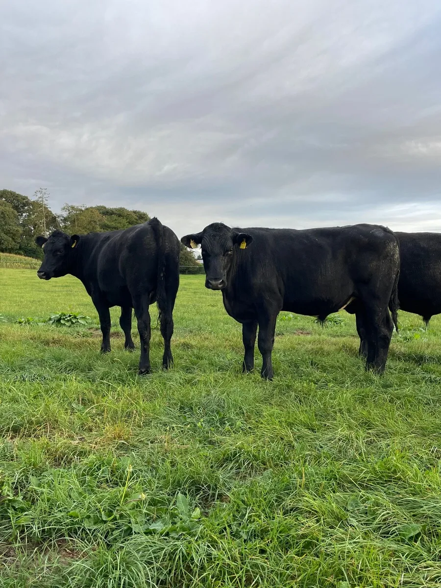 Angus bullocks - Image 2