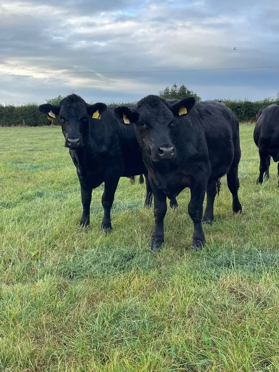 Angus bullocks - Image 3