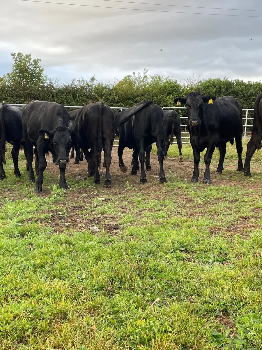 Angus bullocks - Image 4
