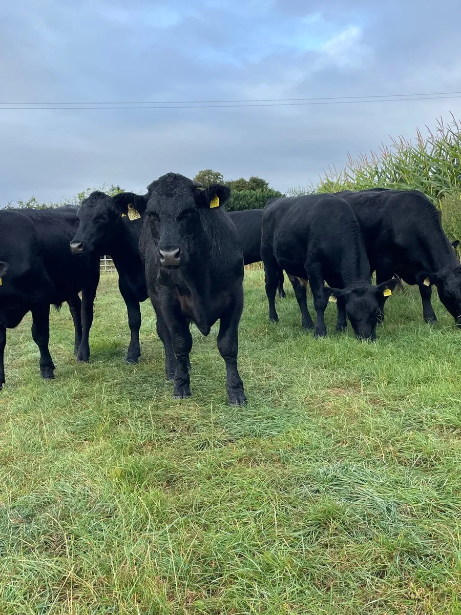 Angus bullocks - Image 1