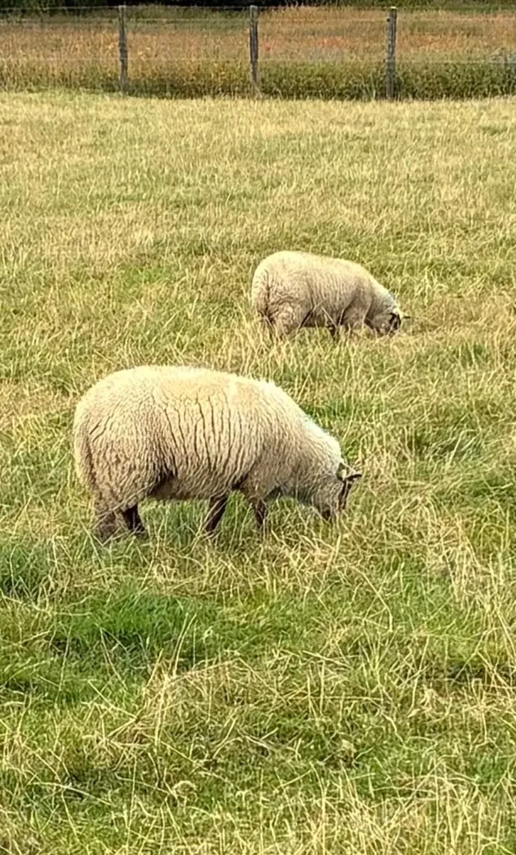 Ewe lambs - Image 1