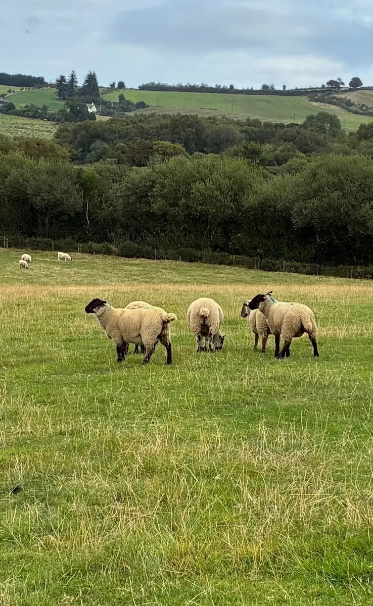 Ewe lambs - Image 2