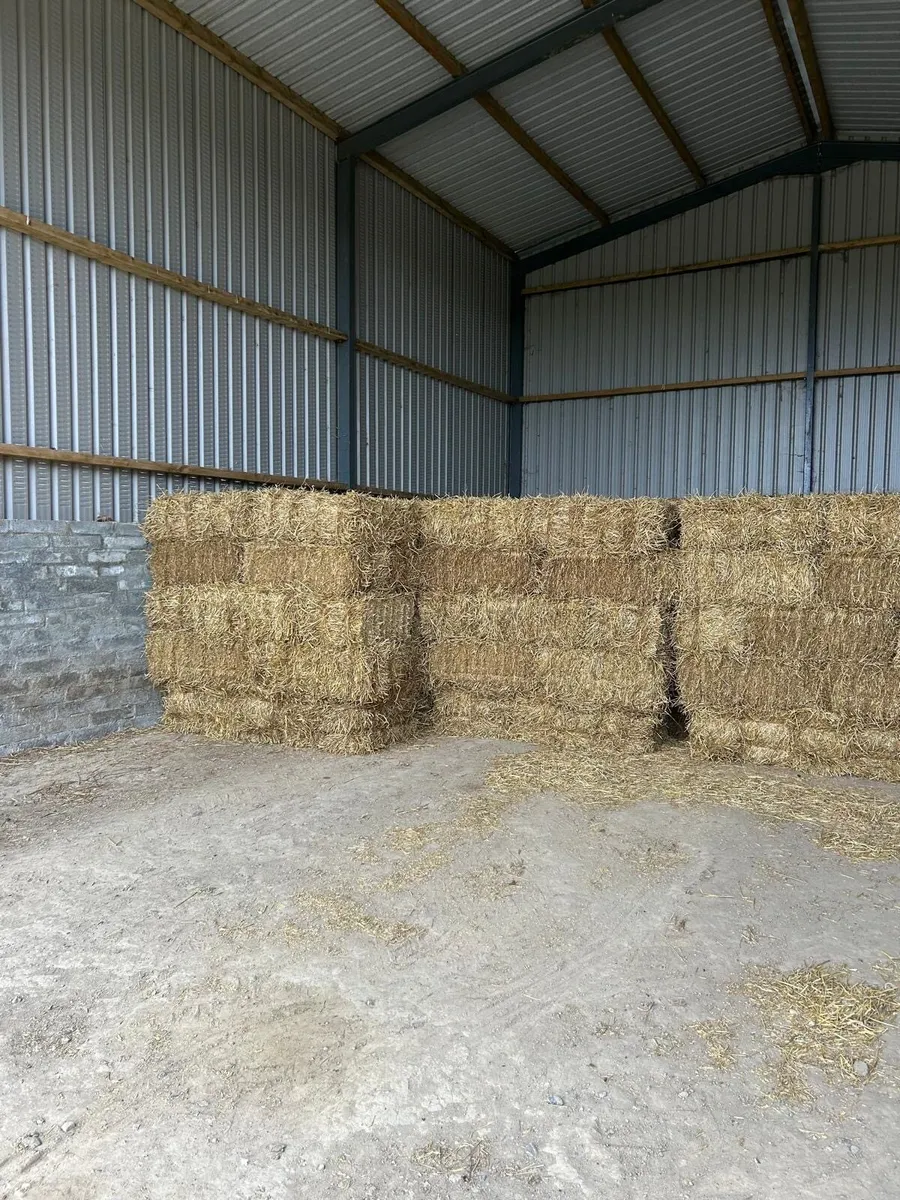 Small bales of barley straw - Image 1