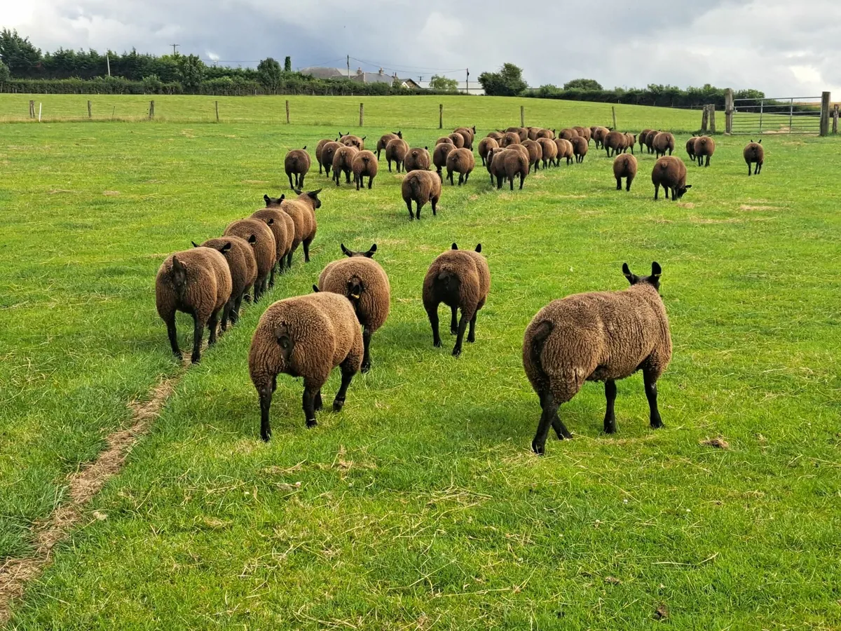 Ewe Lambs - Image 1