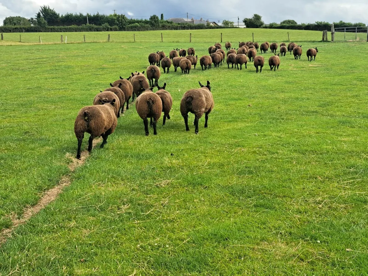 Ewe Lambs - Image 2