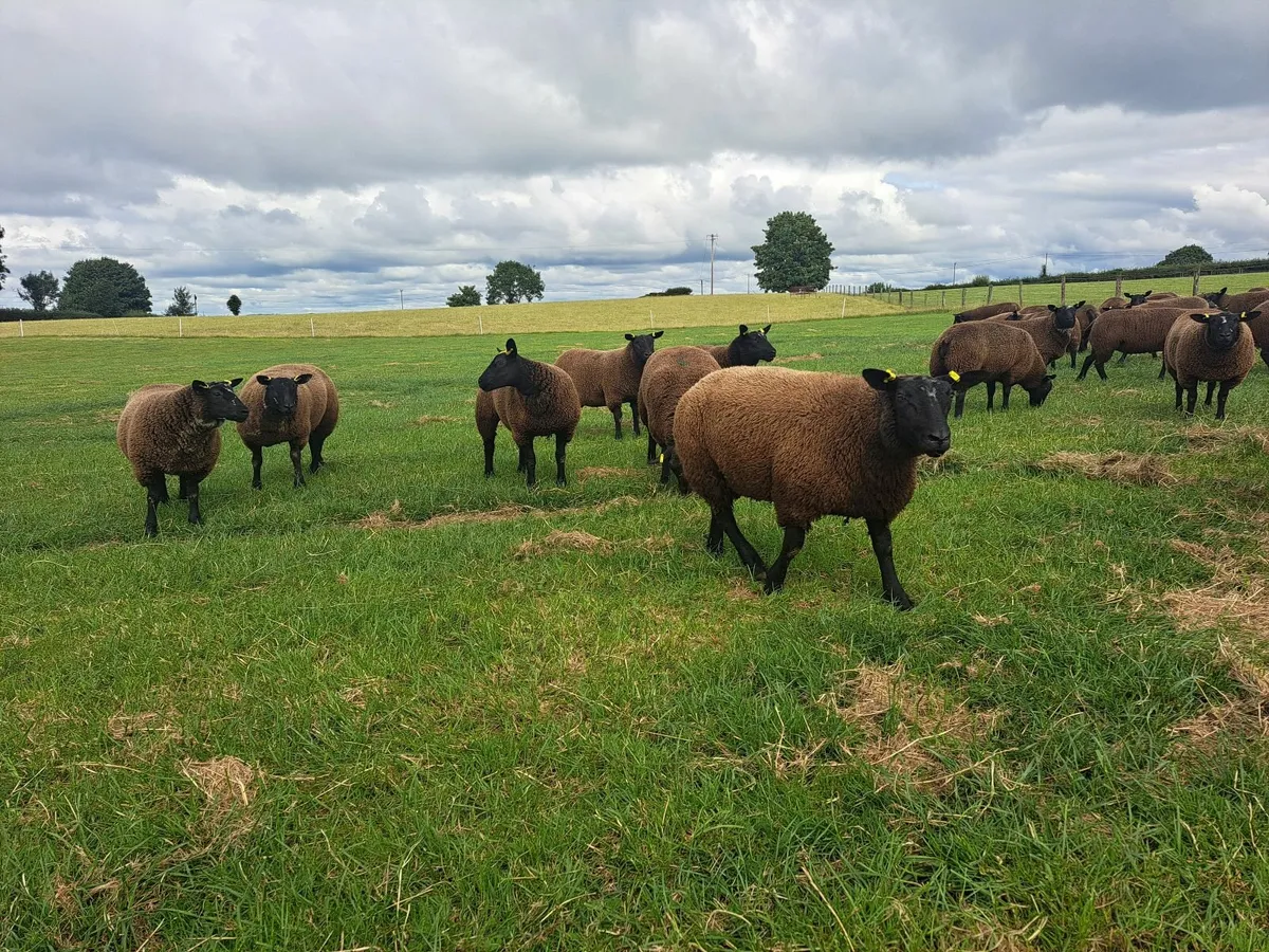 Ewe Lambs - Image 4