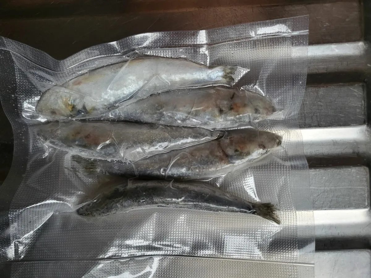 Deadbait sardine 5 pack