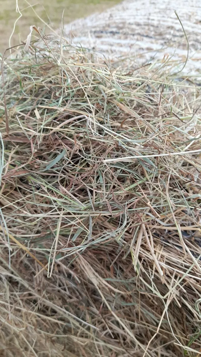 Horse Hay for Sale (Big Discount available!!!) - Image 3