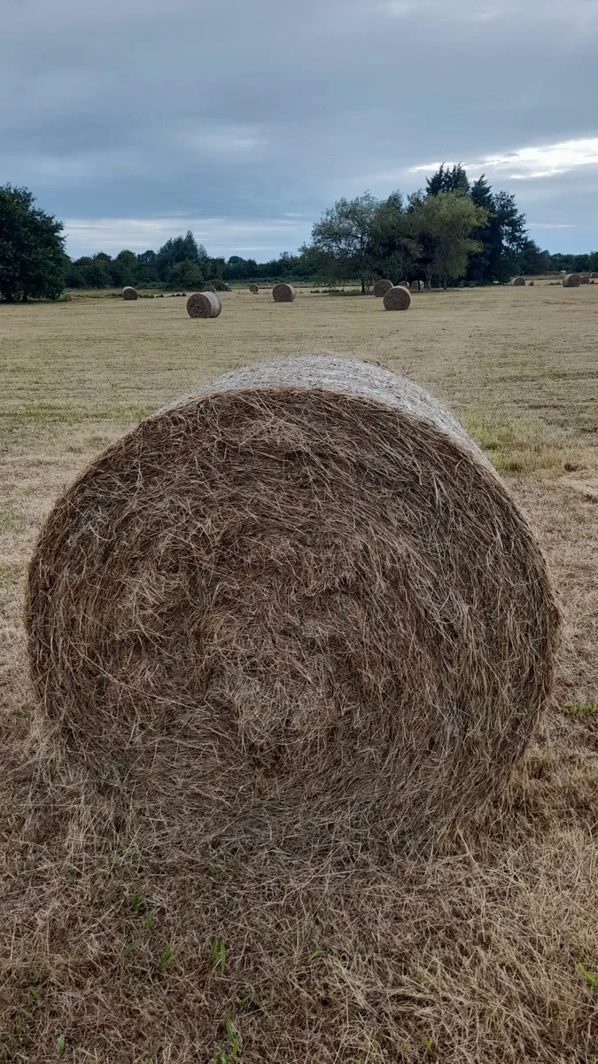 Horse Hay for Sale (Big Discount available!!!) - Image 2