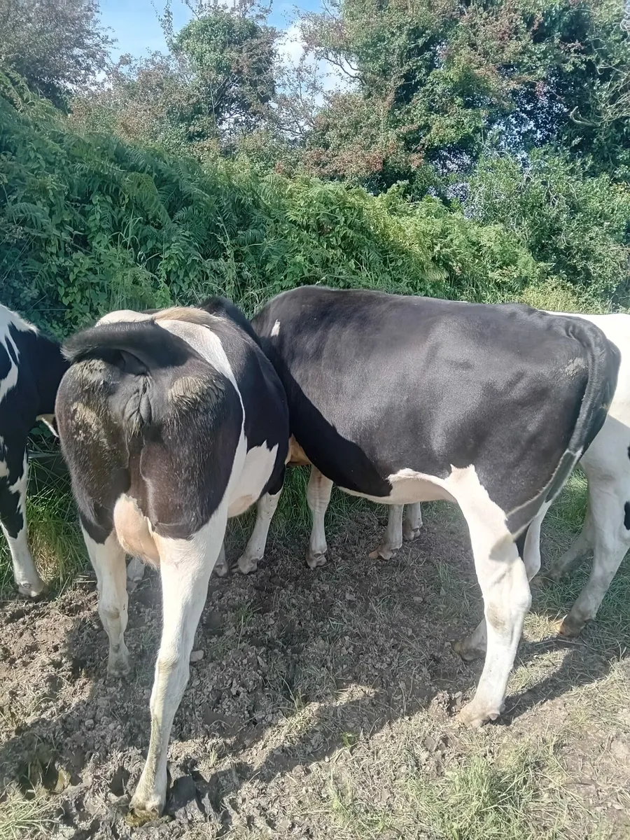 Incalf Heifers - Image 2
