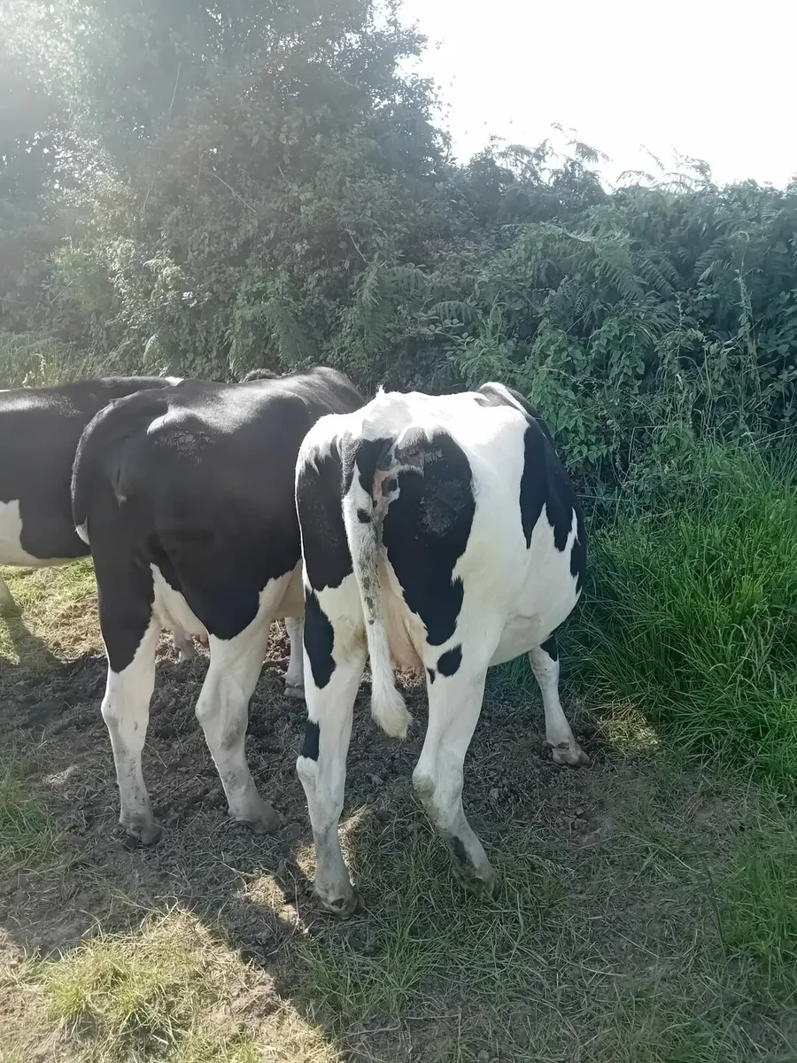 Incalf Heifers - Image 3
