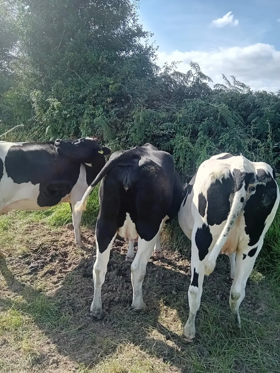 Incalf Heifers - Image 1
