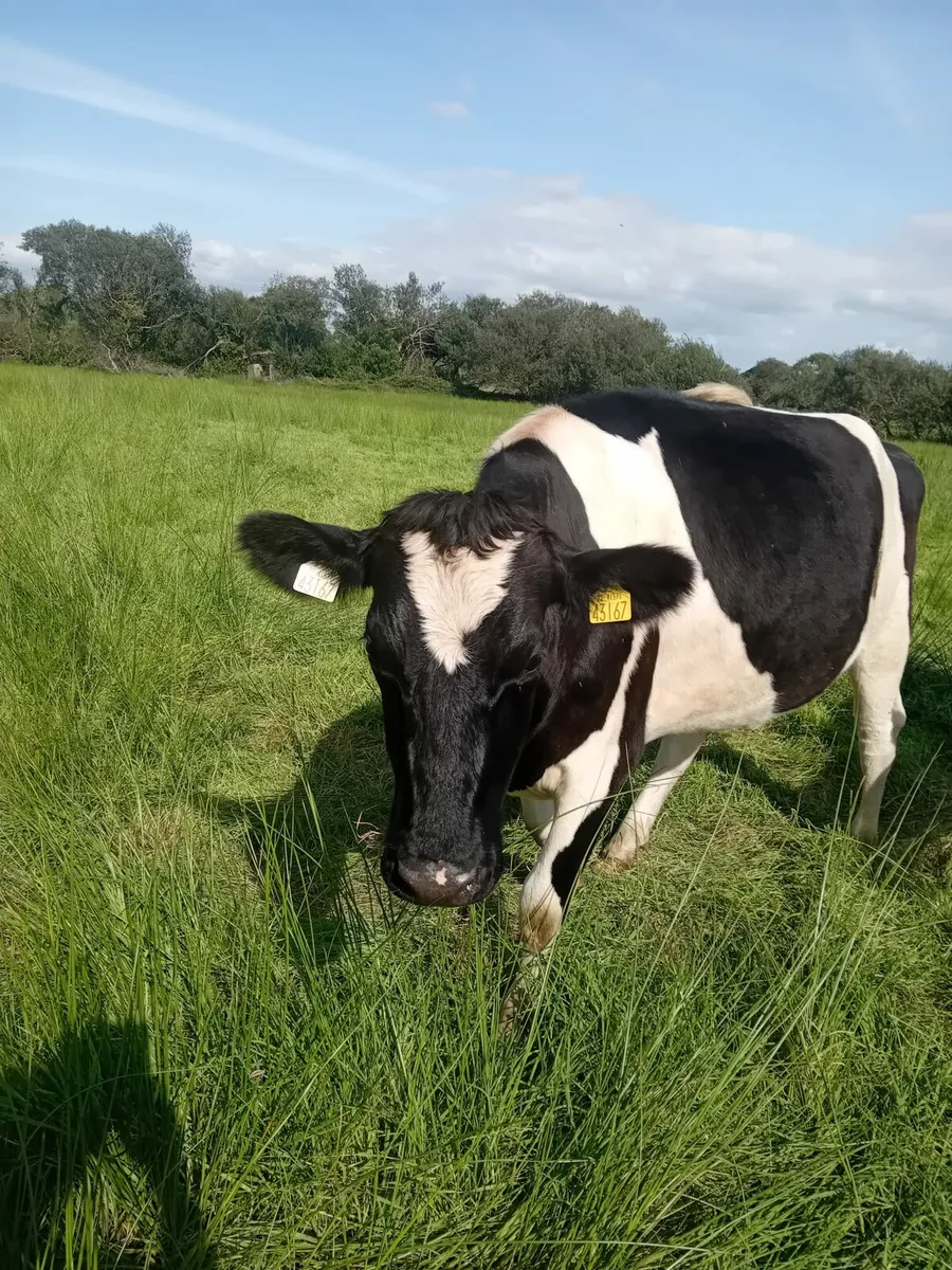 Incalf Heifers - Image 4