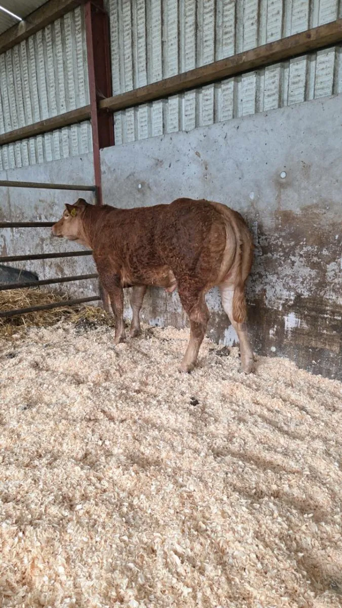 Breeding heifer for gortatlea mart show and sale - Image 1