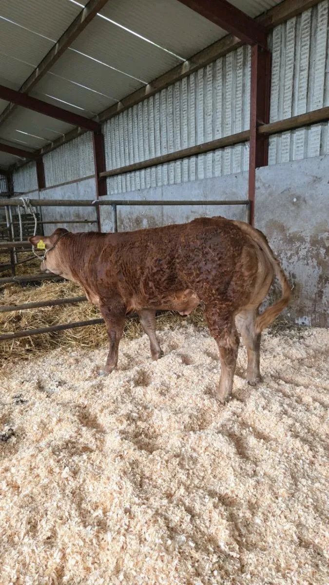 Breeding heifer for gortatlea mart show and sale - Image 2