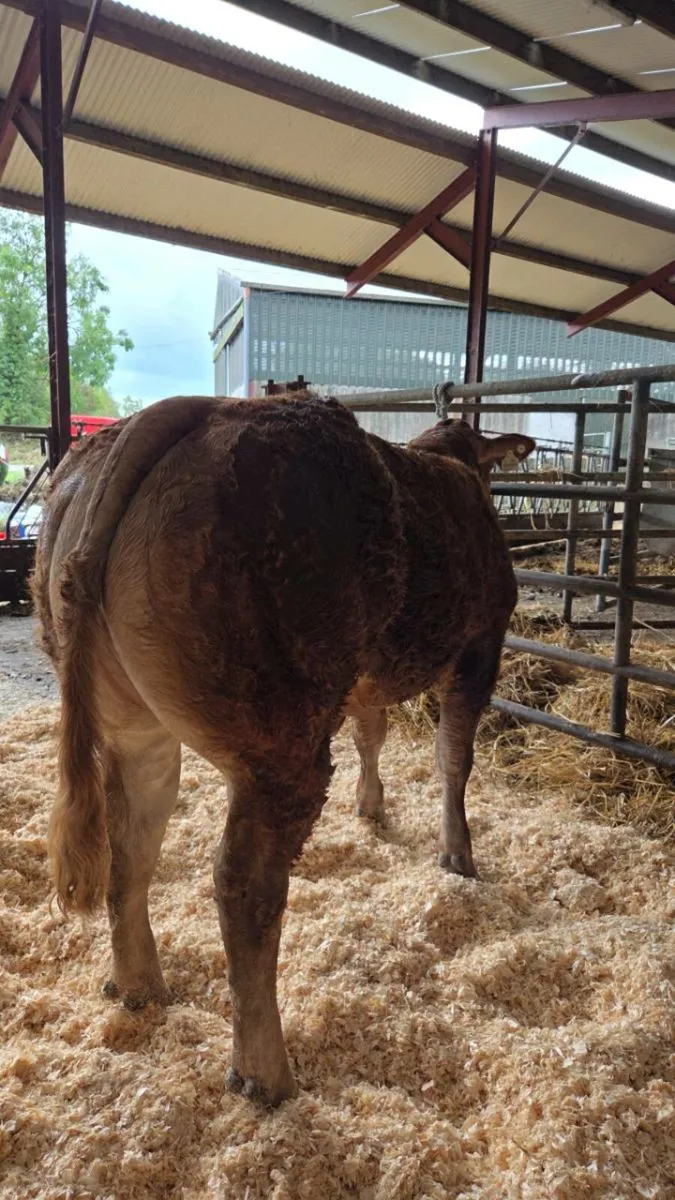 Breeding heifer for gortatlea mart show and sale - Image 3