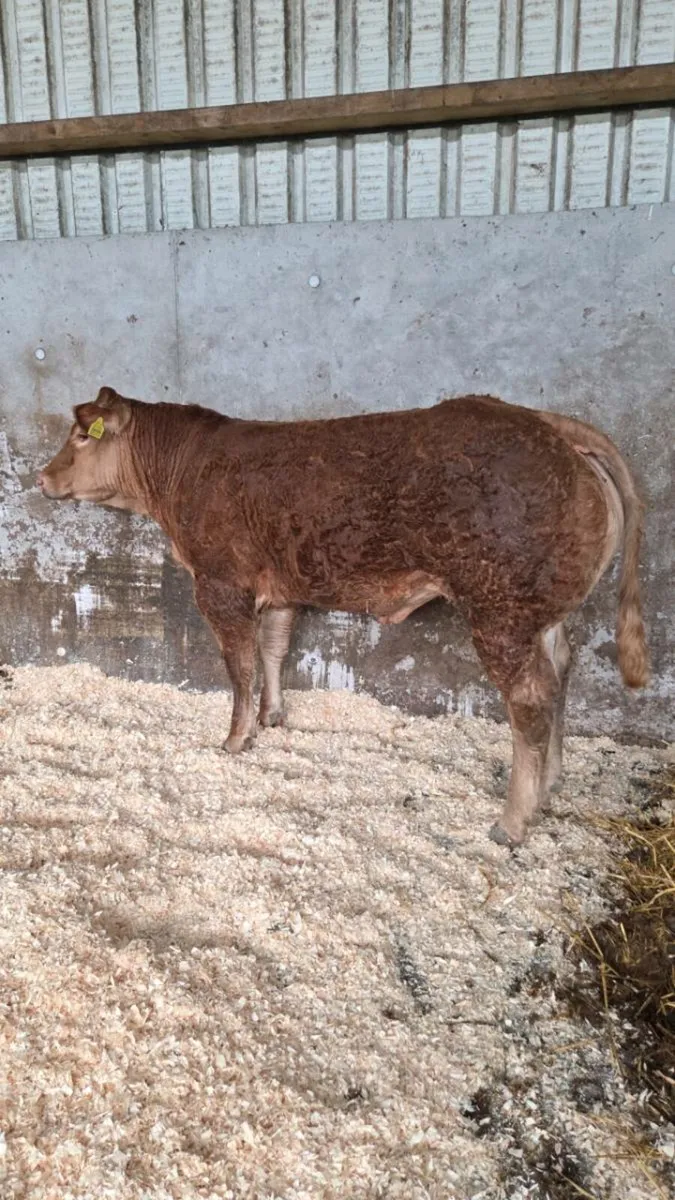 Breeding heifer for gortatlea mart show and sale - Image 4