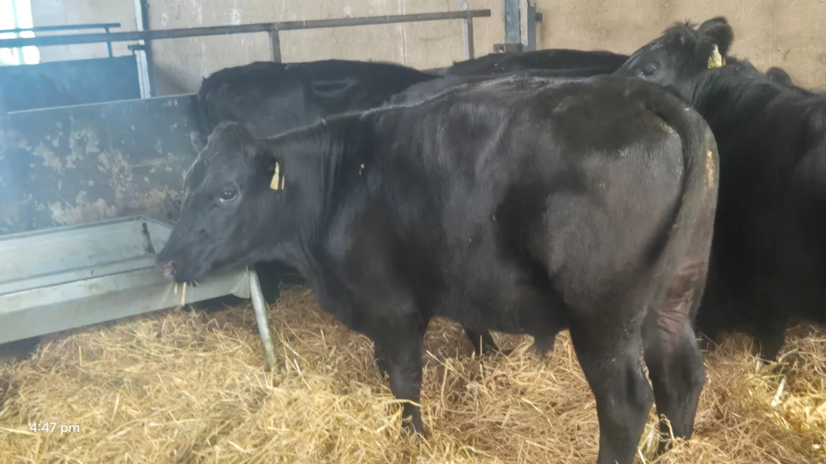 7 Quality Aberdeen Angus Bullocks - Image 3