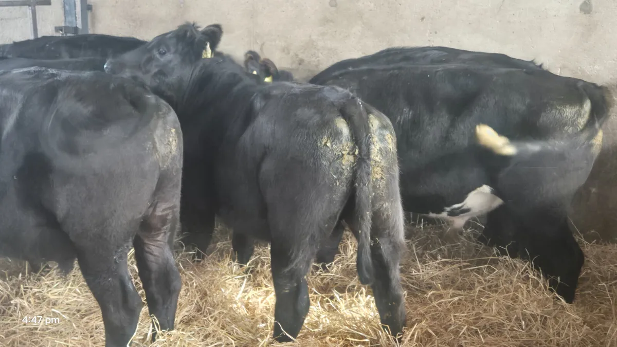 7 Quality Aberdeen Angus Bullocks - Image 1