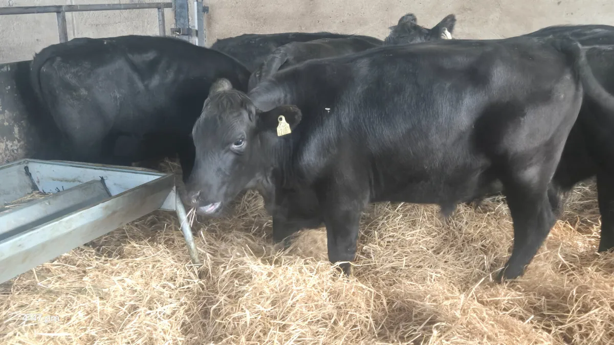 7 Quality Aberdeen Angus Bullocks - Image 4
