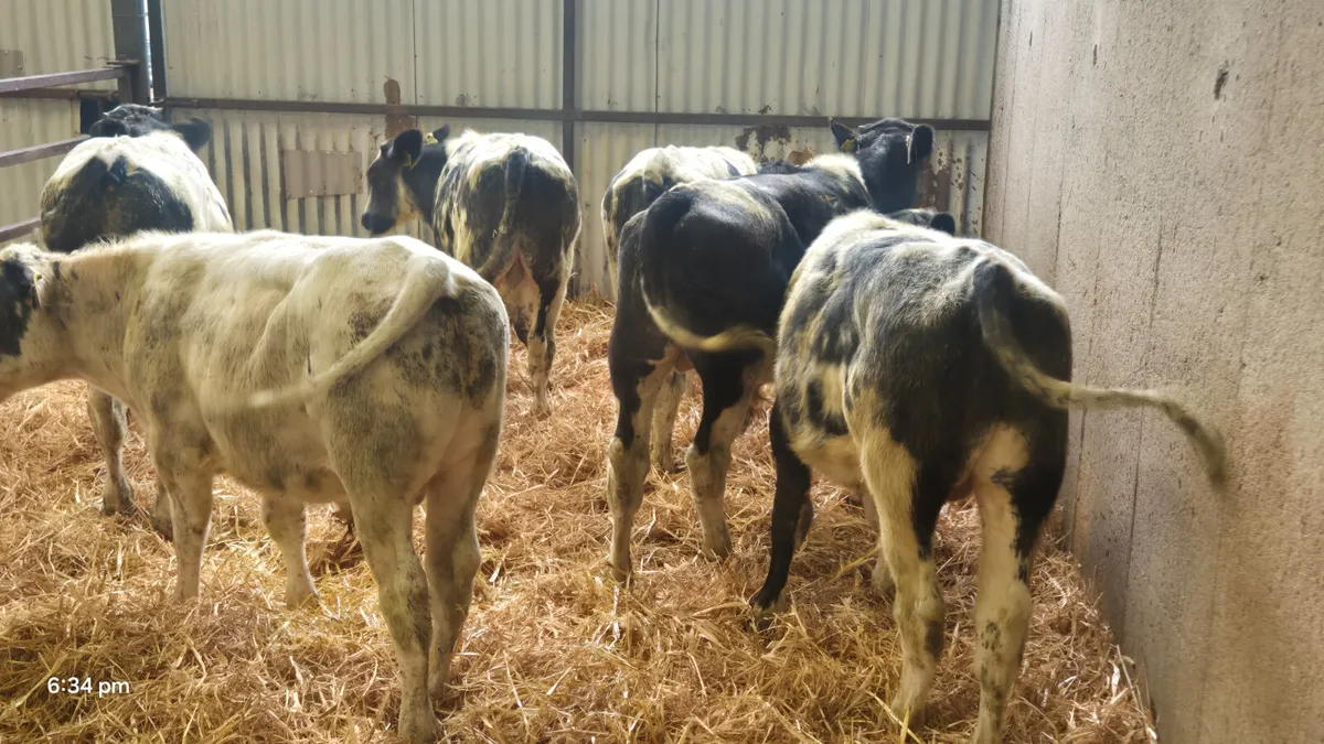 6 Belgian blue bull weanlings for sale - Image 1