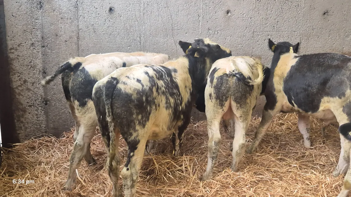 6 Belgian blue bull weanlings for sale - Image 3