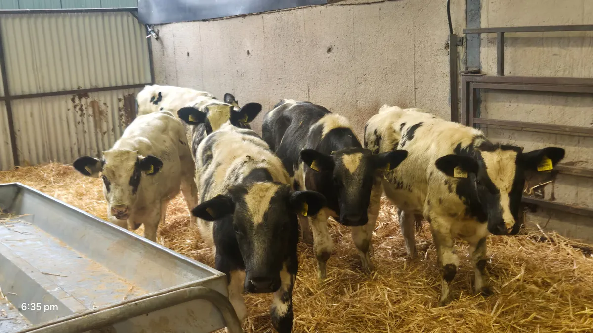 6 Belgian blue bull weanlings for sale - Image 4