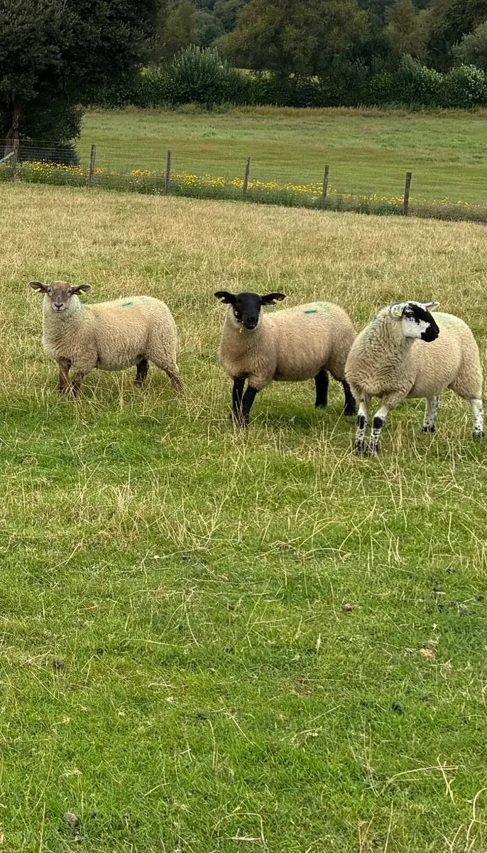 Ewe lambs - Image 3