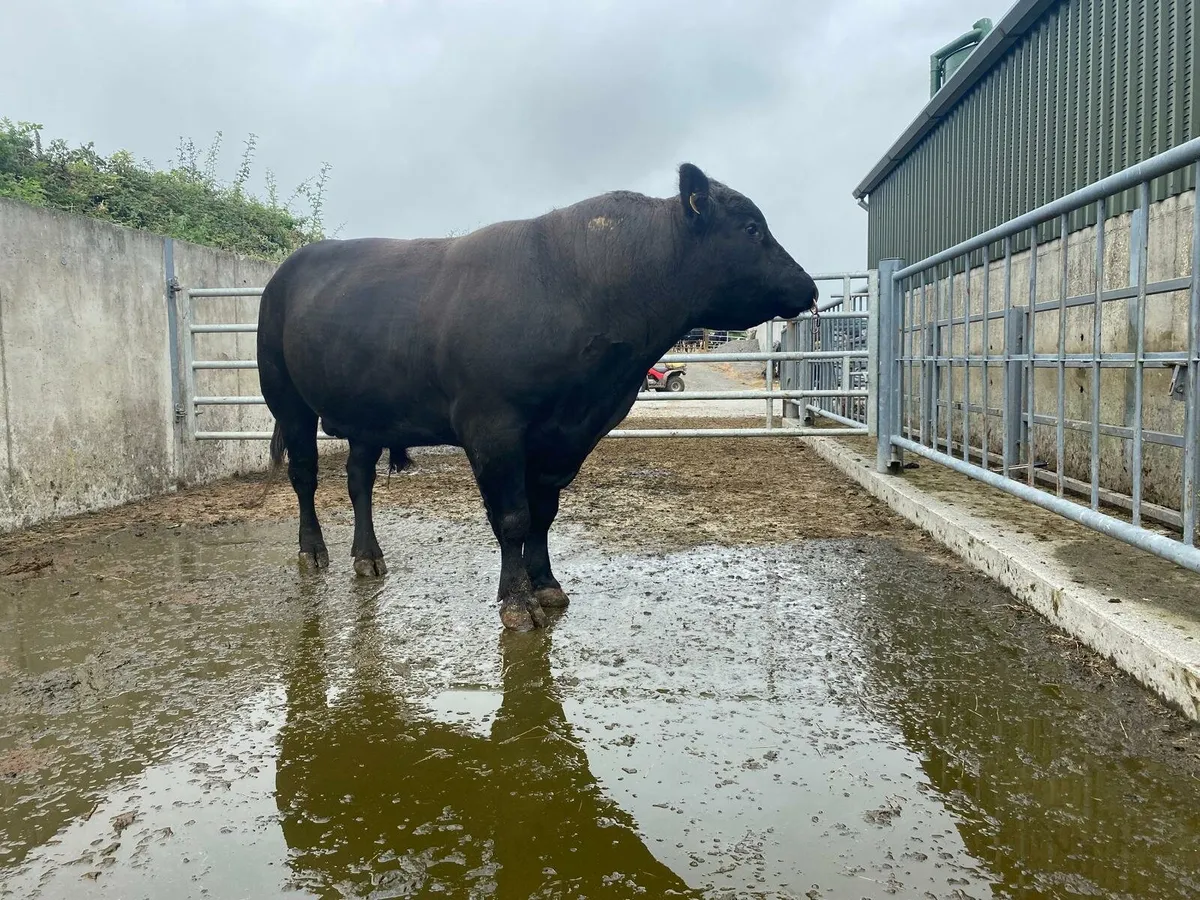 Angus Bull - Image 1
