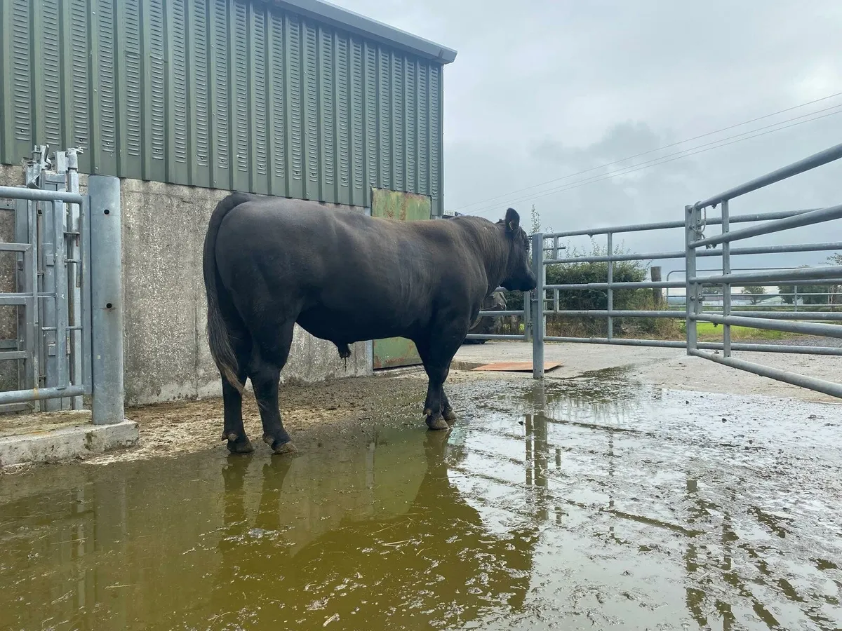Angus Bull - Image 2