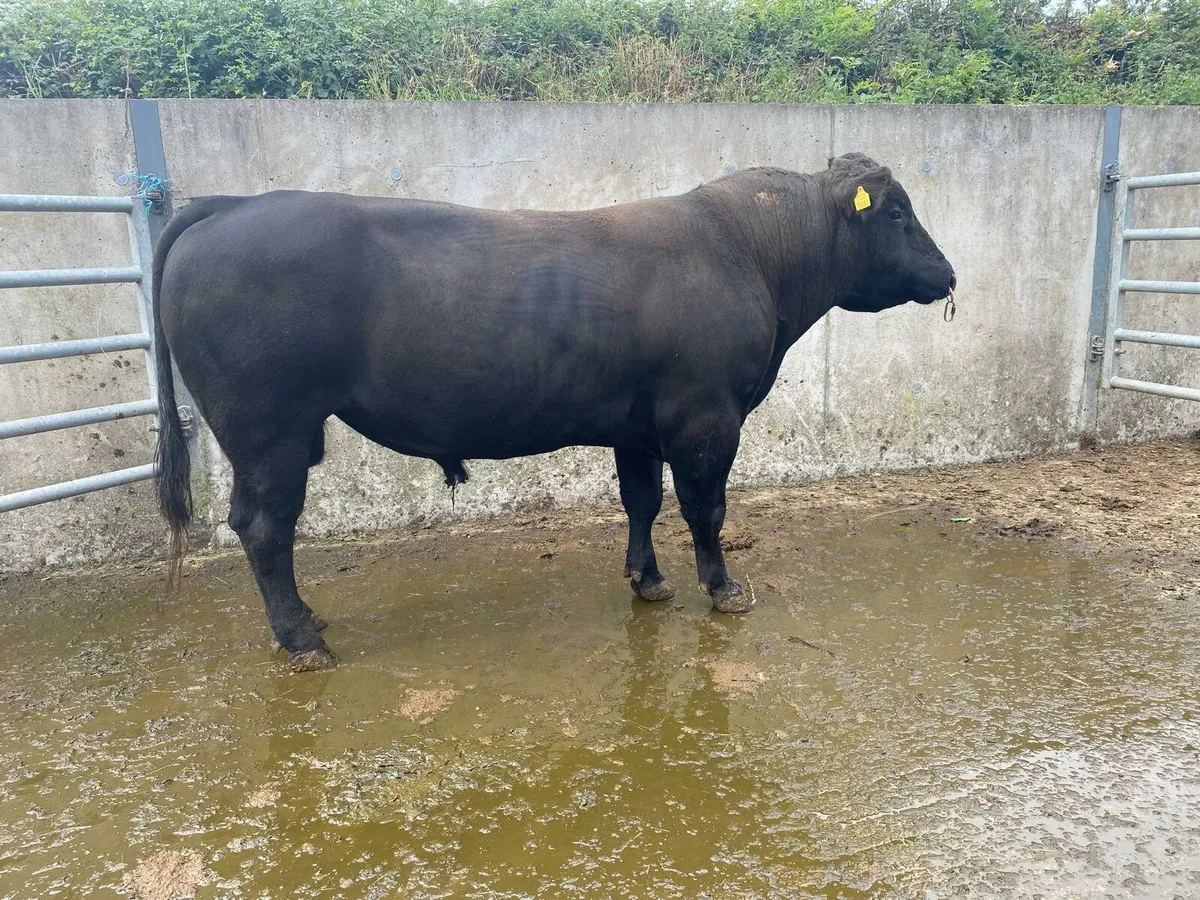 Angus Bull - Image 3