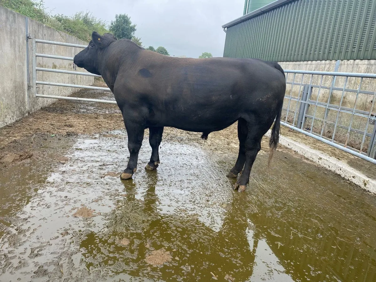 Angus Bull - Image 4