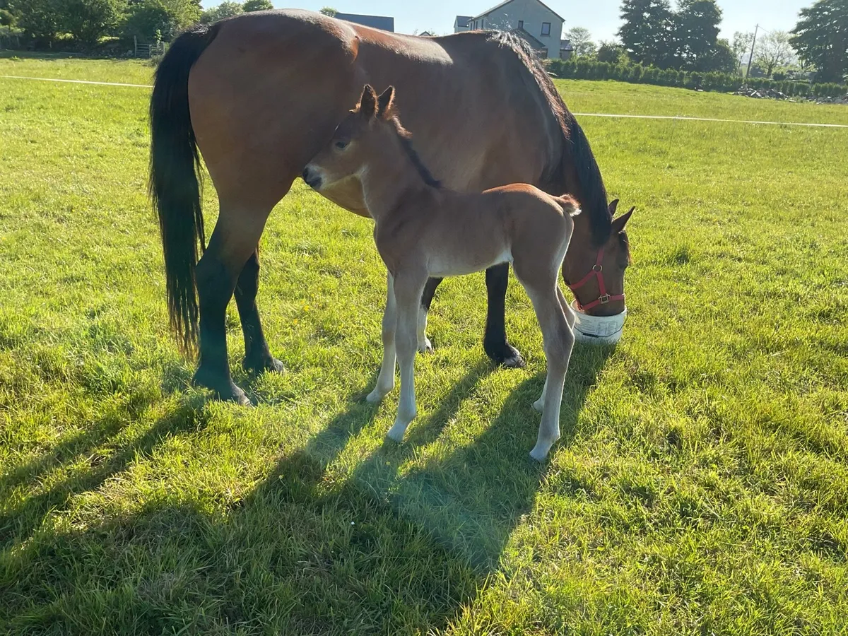 RID Colt Foal - Image 1
