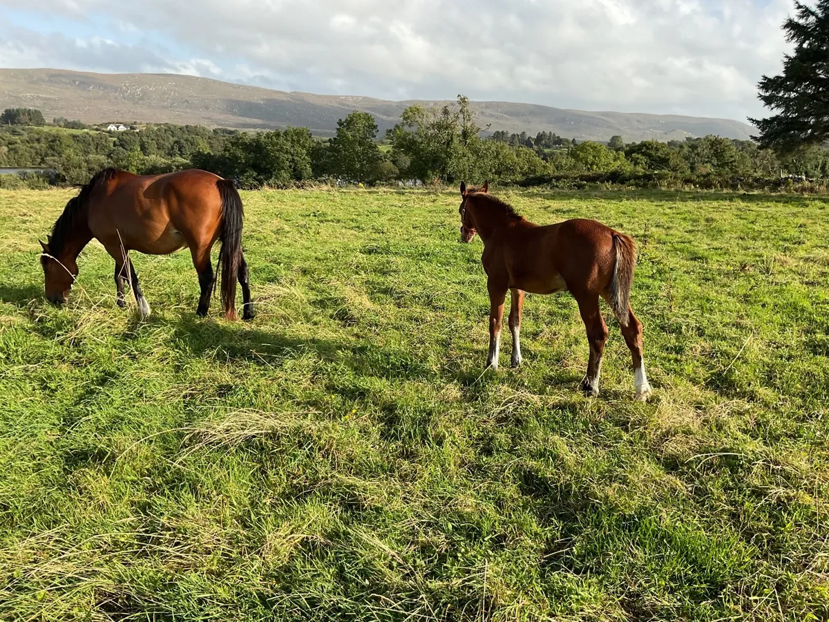 RID Colt Foal - Image 3