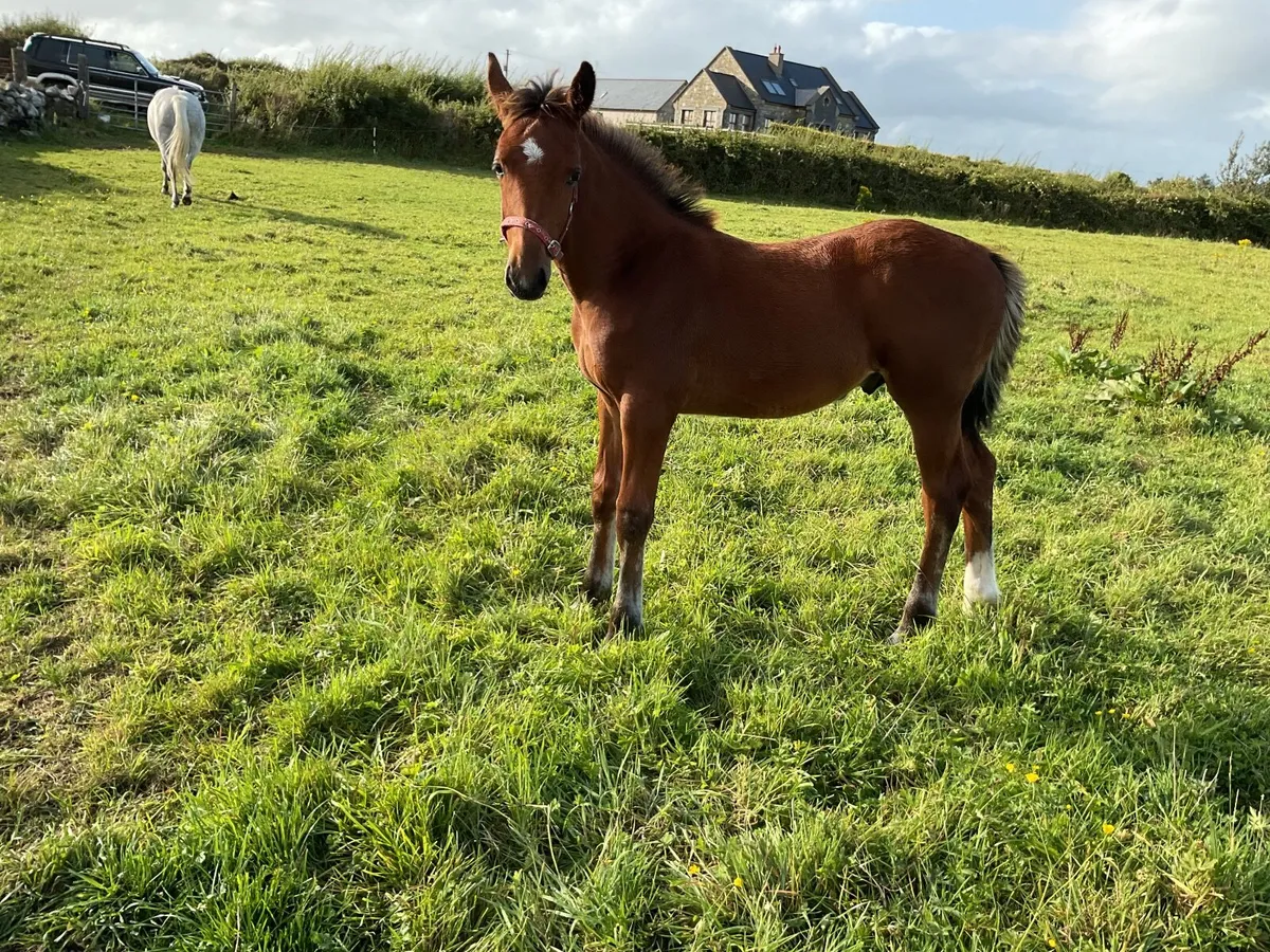 RID Colt Foal - Image 4