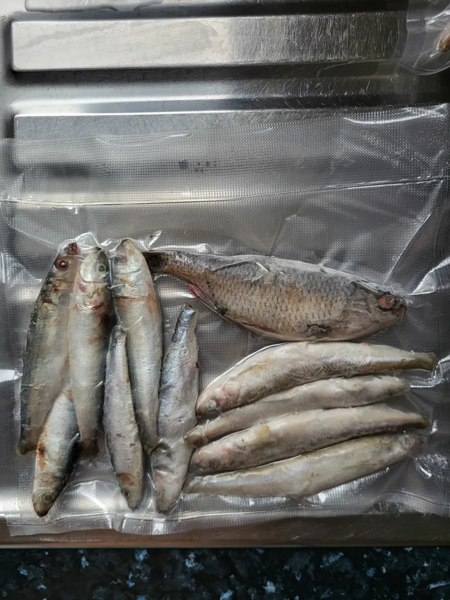 Pike deadbait mix 11 pack