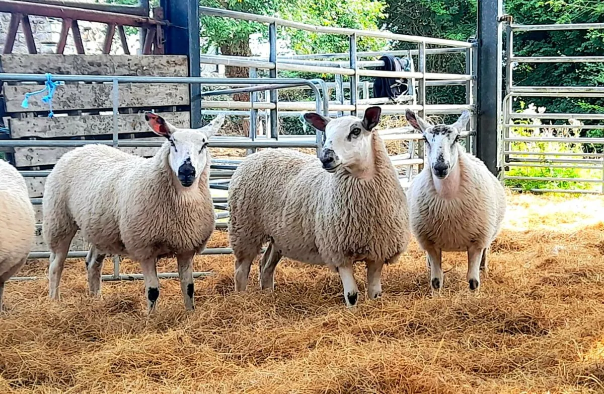 💥Aberfield Ewelambs for Carnaross Mart💥 - Image 1