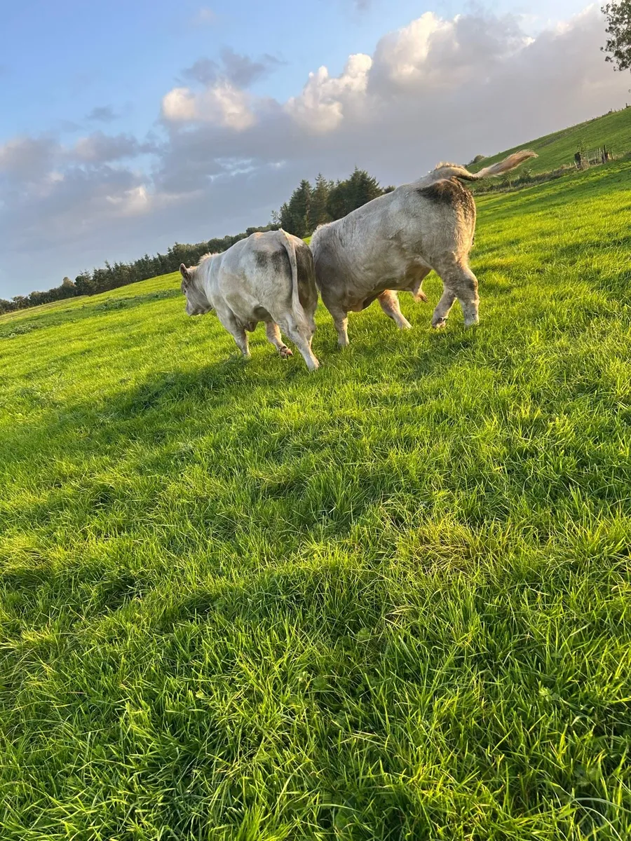 4 bull weanlings for balla 26th - Image 3