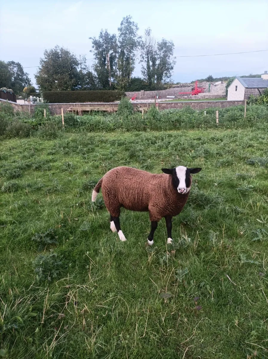 Zwartble Lamb Ram - Image 1