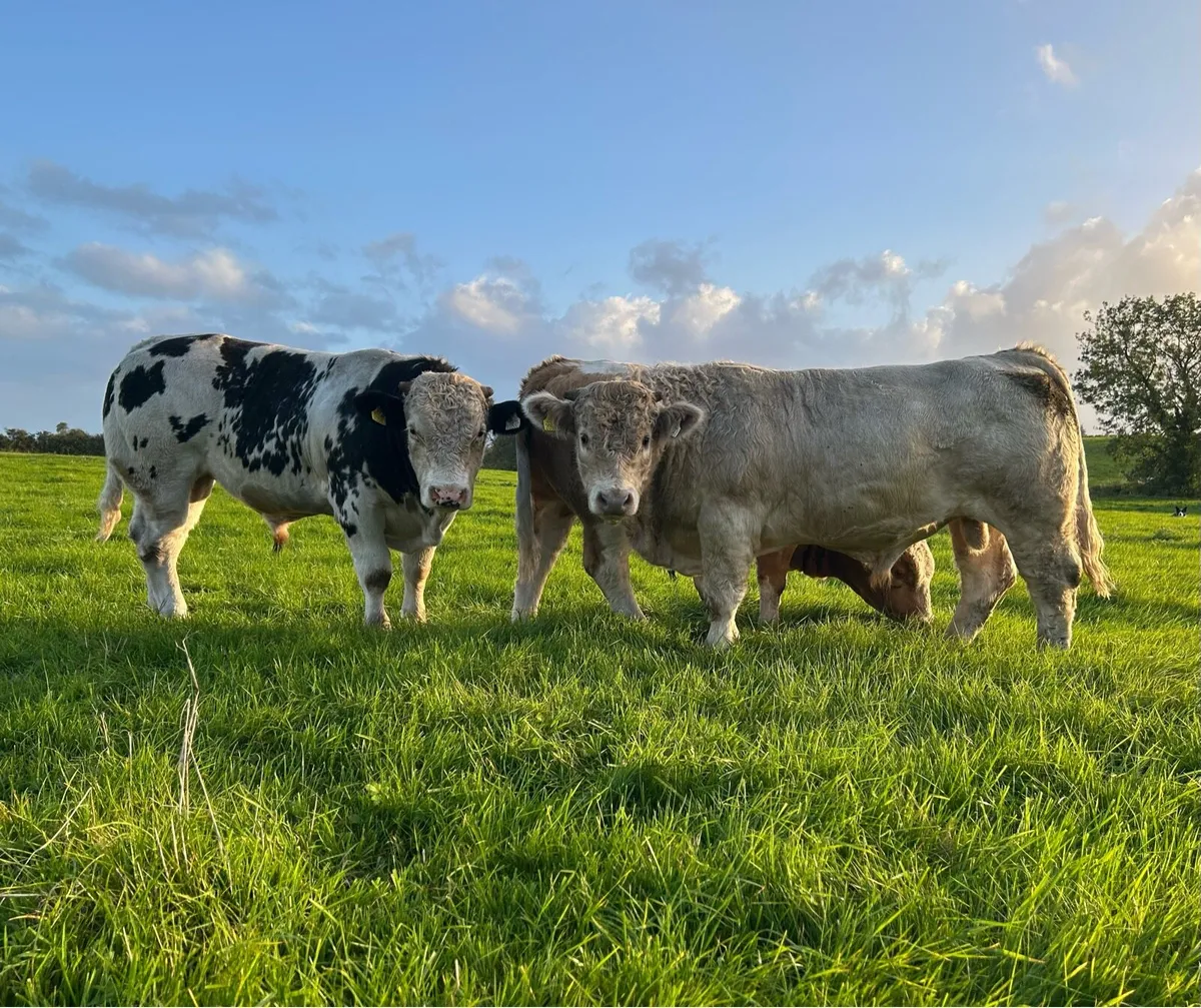 4 bull weanlings for balla 26th - Image 1