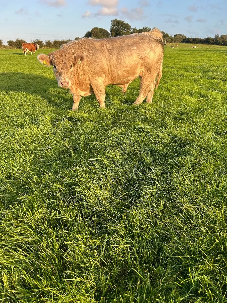 4 bull weanlings for balla 26th - Image 4