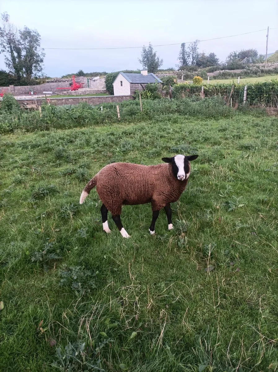 Zwartble Lamb Ram - Image 2