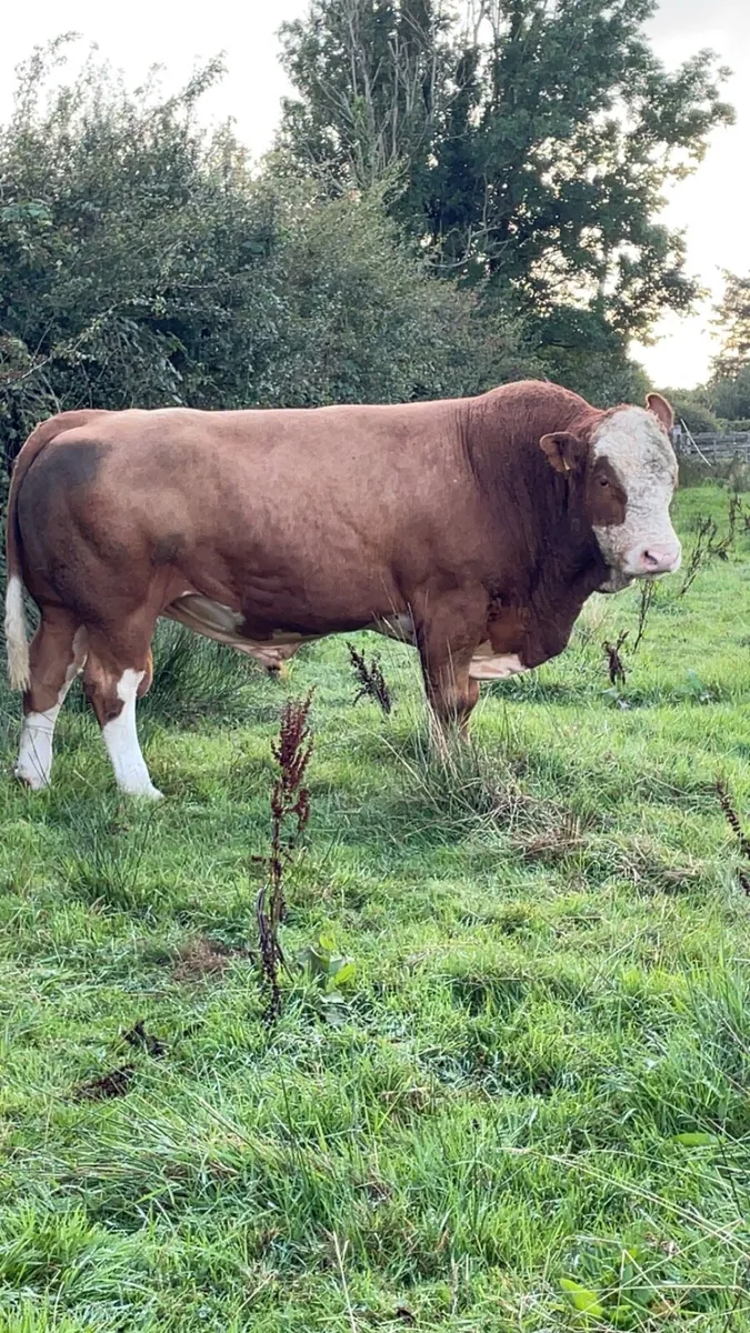 Pbr polled Simmental bull - Image 3