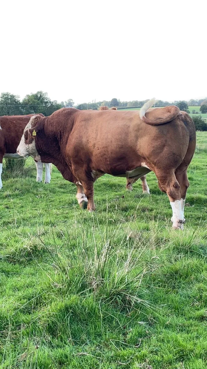 Pbr polled Simmental bull - Image 4
