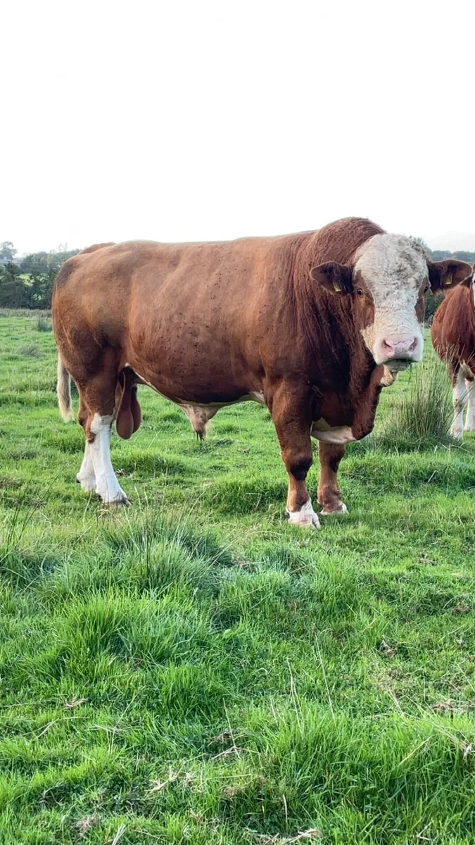 Pbr polled Simmental bull - Image 1