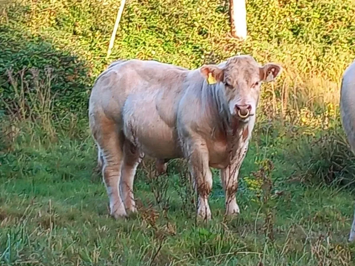 Pbr charolai bulls super 🔥 - Image 2
