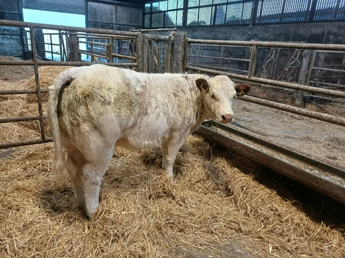 Roan Heifers - Image 1