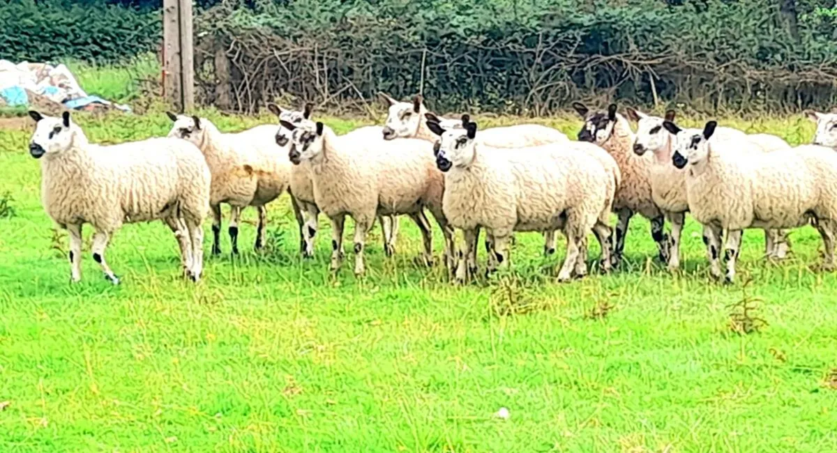 💥Aberfield Ewelambs for Carnaross Mart💥 - Image 2