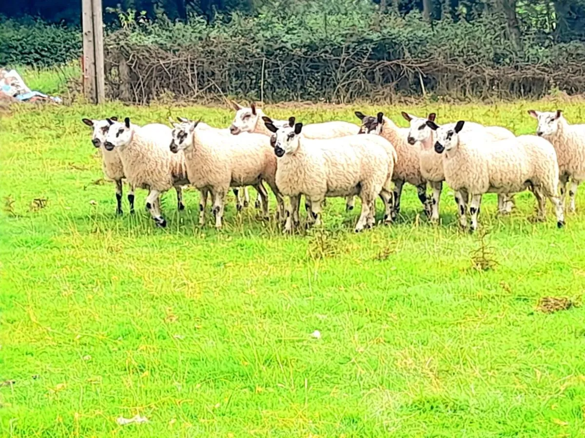 💥Aberfield Ewelambs for Carnaross Mart💥 - Image 3