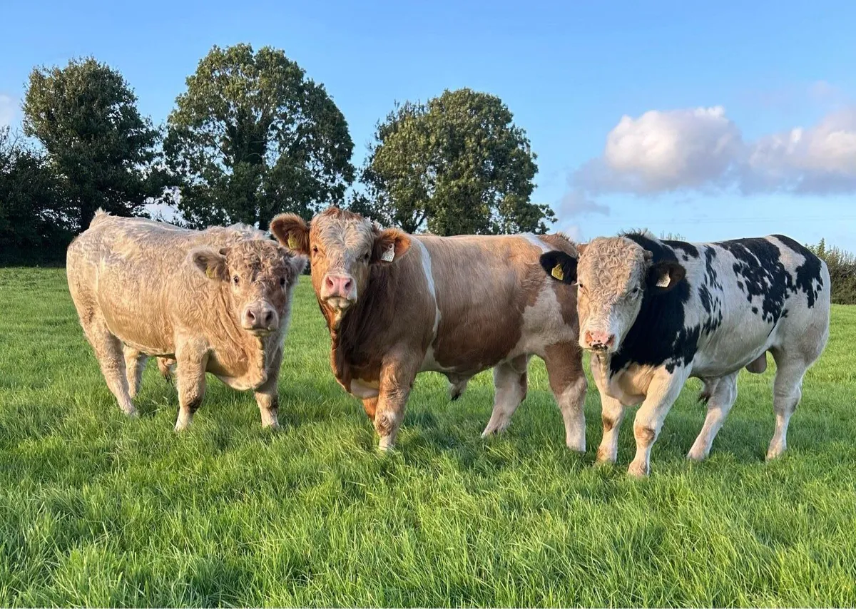 4 bull weanlings for balla 26th - Image 2